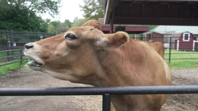 Close up portrait of a brown rumiant cow head face chewing and ruminating