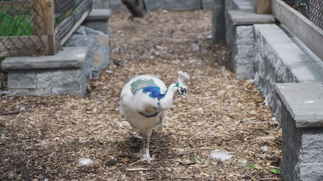 Stunning very rare white albino peacock Peafowl bird domesticated