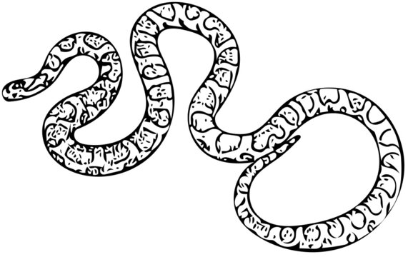 Kingsnake vector illustration in black and white