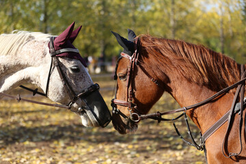 Young stallions during training outdoors