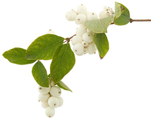 Symphoricarpos albus, isolated on white background