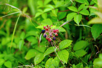 blackberry berries on a branch in the garden