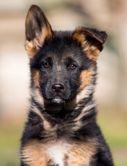 German shepherd puppy dog outdoors