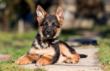 German shepherd puppy dog outdoors