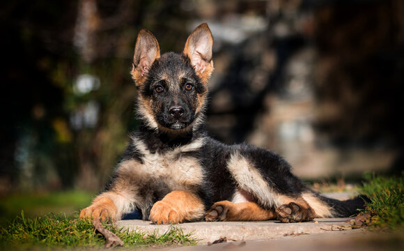 German shepherd puppy dog outdoors Stock Photo | Adobe Stock