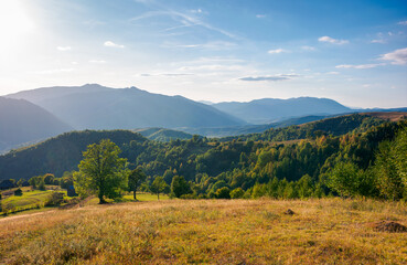 Fototapeta na wymiar autumnal landscape of carpathian countryside. early autumn season in mountains. trees on the grassy hills rolling in to the distant valley. beautiful scenery on a warm sunny evening with clouds