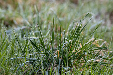 summer green foliage textures in forest nature