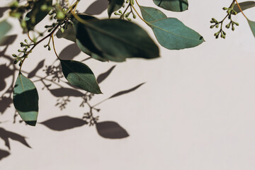 Eucalyptus branches shadows on beige background. Minimal concept mock up background.