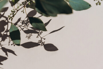 Eucalyptus branches shadows on beige background. Minimal concept mock up background.