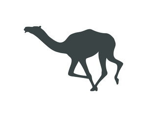 Obraz na płótnie Canvas Camel graphic icon. Running camel sign isolated on white background. Symbol camel race. Vector illustration