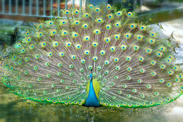 Close up of a elegant Indian male peacock bird displaying his beautiful feather tail in a public...