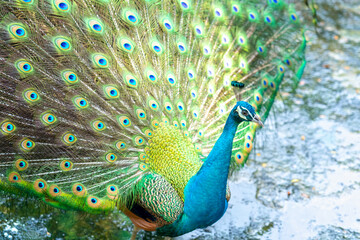 Obraz premium Close up of a elegant Indian male peacock bird displaying his beautiful feather tail in a public park