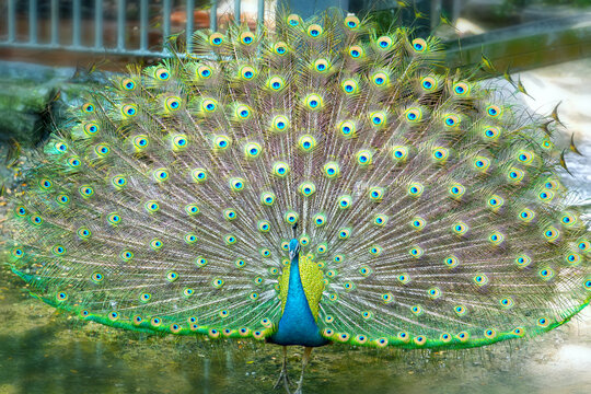 Close up of a elegant Indian male peacock bird displaying his beautiful feather tail in a public park
