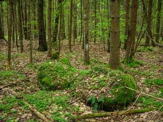 large rocks in green summer forest