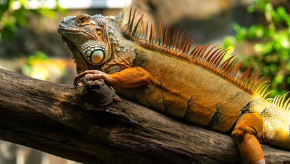 Common iguana portrait is resting in a public park. This is the residual dinosaur reptile that needs to be preserved in the natural world