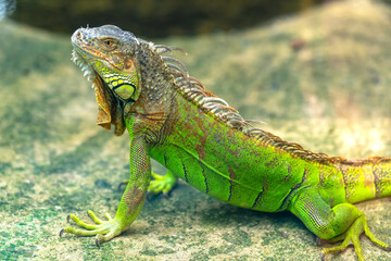 Common iguana portrait is resting in a public park. This is the residual dinosaur reptile that needs to be preserved in the natural world