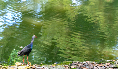 Western swamphen bird standing looking for food on the riverbank in a public park. This is a large bird of the family of waterfowl that lives in swamps