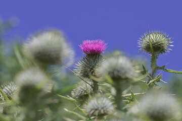 Scottish thistle in bloom against blue sky