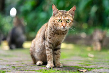 Portrait homeless cat sitting in a public park. This is a house pet to kill rats that are harmful to humans