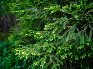 summer green foliage textures in forest nature