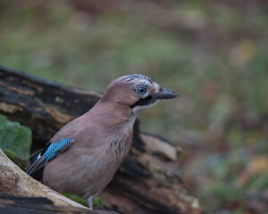 Eurasian jay looking for food on the woodland floor.