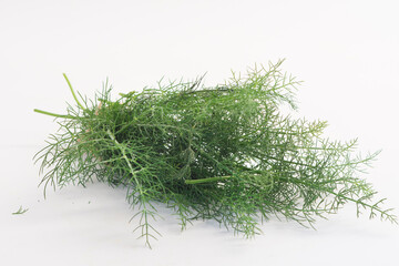 Fresh fennel in white background