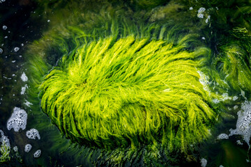 Closeup of one head shaped stone with green seaweed above water surface.