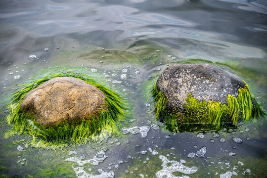Closeup of two head shaped stones with green seaweed above water surface.