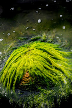 Closeup of one head shaped troll creature like stone with green seaweed above water surface.