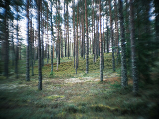 Obraz premium distorted forest plant details with old petzval lens