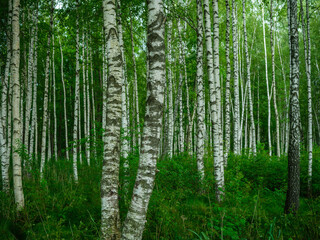 birch tree grove in summer green forest