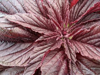 Burgundy red foliage texture of amaranth plant