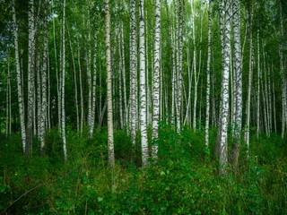 Afwasbaar Fotobehang Berkenbos berkenboomgaard in zomergroen bos