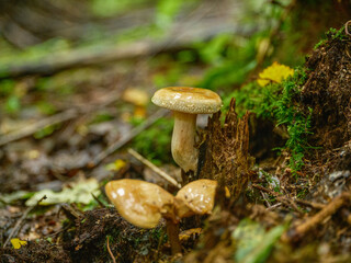 wild mushrooms groving in green forest bed