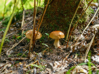 wild mushrooms groving in green forest bed
