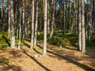 abstract tree trunk texture wall in natural forest