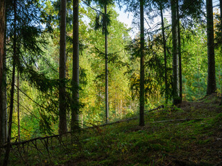 Obraz premium abstract tree trunk texture wall in natural forest