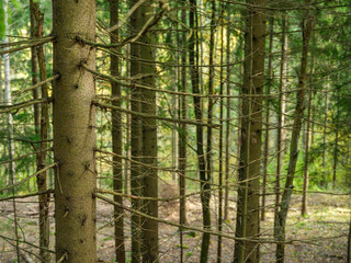 abstract tree trunk texture wall in natural forest