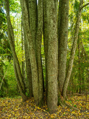 abstract tree trunk texture wall in natural forest