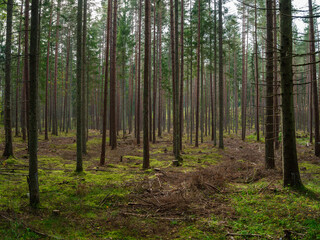 Obraz premium abstract tree trunk texture wall in natural forest