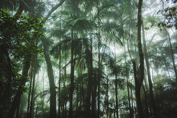 Naklejka premium morning in the forest