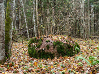 large rocks in green summer forest