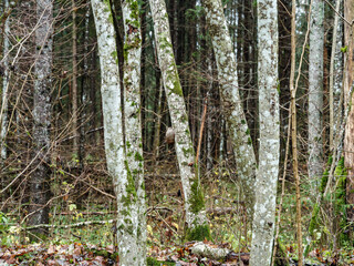 abstract tree trunk texture wall in natural forest