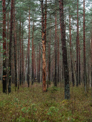 Obraz premium abstract tree trunk texture wall in natural forest