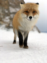 Fox on Lake Baikal. Fox in the wild. Winter Baikal. Olkhon lake