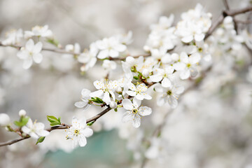 Plum spring flowers