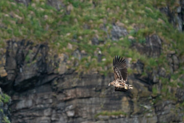 The white-tailed eagle (Haliaeetus albicilla)