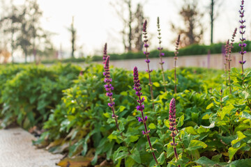 Clary sage field, sunrise.