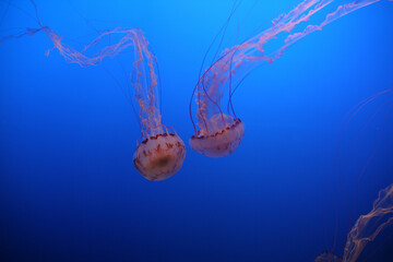 Closeup shot of jellyfish swimming in the blue clear water © David Salyer/Wirestock