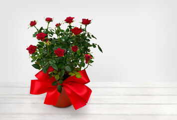 Flowers red roses in pot with red bow on wooden table on a light background with space for text